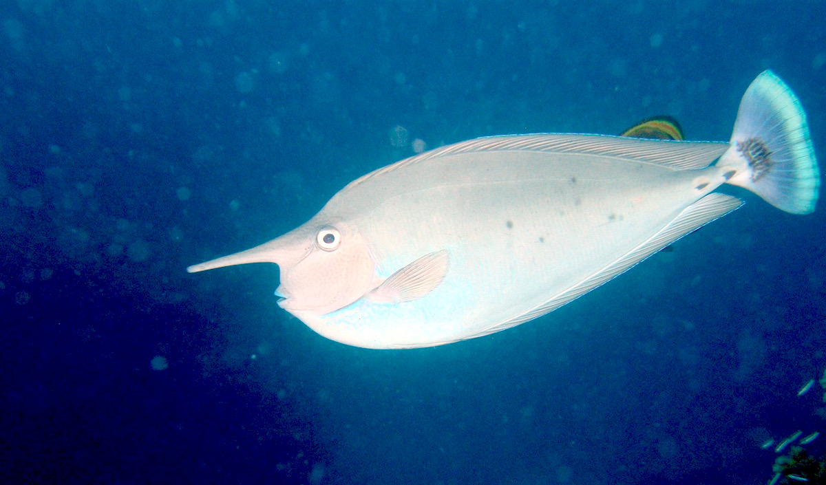Unicornfish